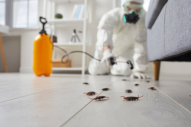 Post-Treatment Bed Bug Interceptor Monitoring in Norwood
